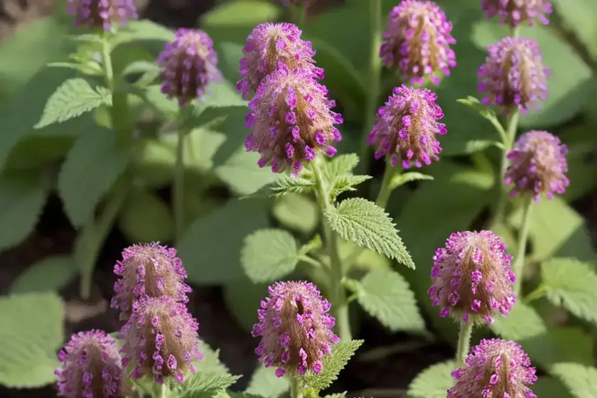 Lamium maculatum ‘red nancy’ (spotted dead nettle)