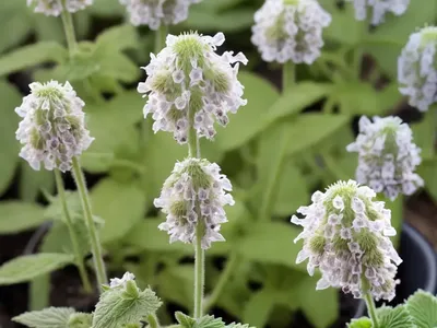 Lamium Maculatum ‘White Nancy’ (Spotted Dead Nettle)