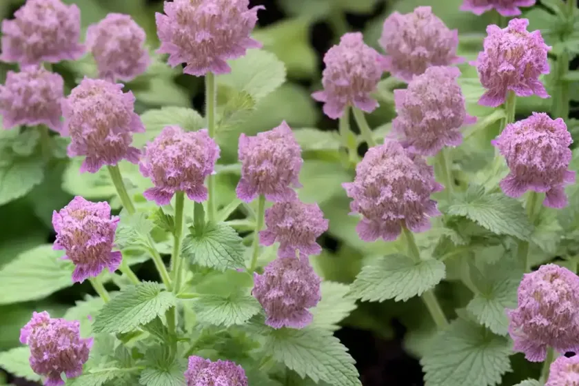 Lamium Orvala (Balm-leaved Red Deadnettle) — photo 2