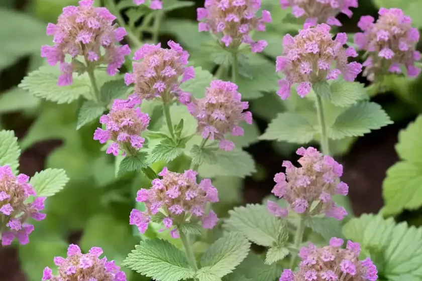 Lamium Orvala (Balm-leaved Red Deadnettle) — photo 3