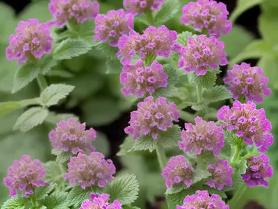 Lamium Orvala (Balm-leaved Red Deadnettle)