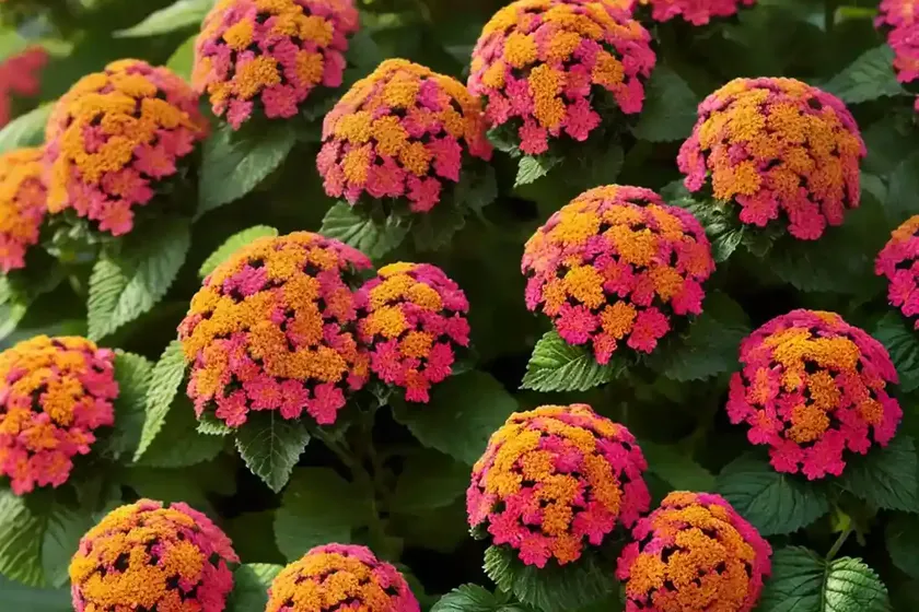 Lantana camara (bigleaf lantana) — photo 2