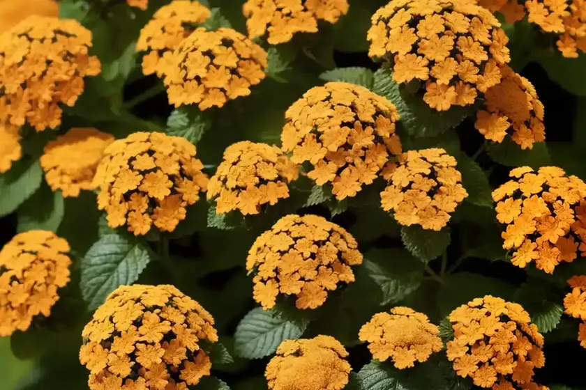 Lantana camara (bigleaf lantana) — photo 3