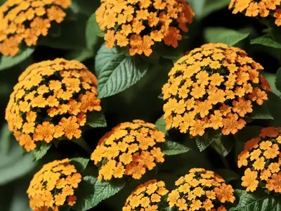 Lantana Camara (Bigleaf Lantana)