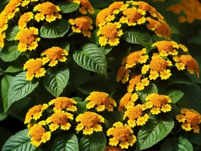 Lantana Camara Landmark� Citrus (Bigleaf Lantana)