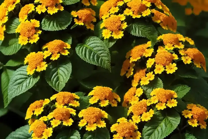 Lantana camara landmark� citrus (bigleaf lantana)