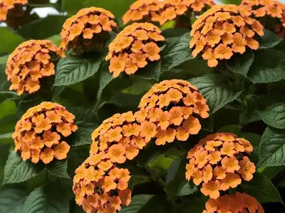 Lantana Camara Landmark� Peach Sunrise (Bigleaf Lantana)