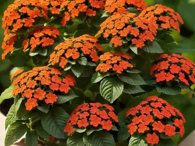 Lantana Involucrata (Buttonsage)
