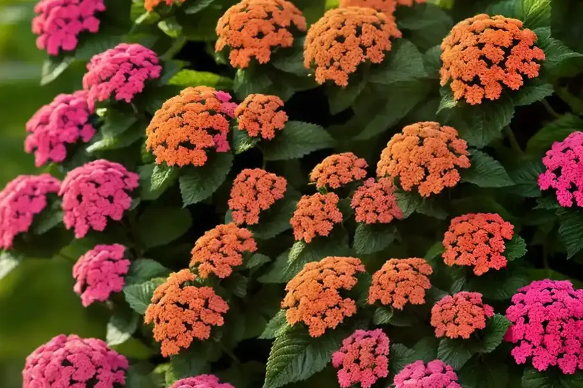 Lantana (lantana camara) — photo 3
