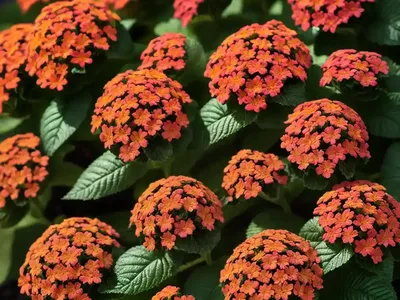 Lantana (Lantana Camara)