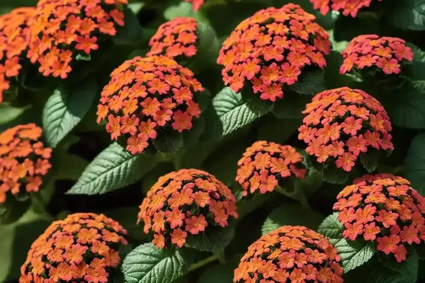 Lantana (lantana camara)