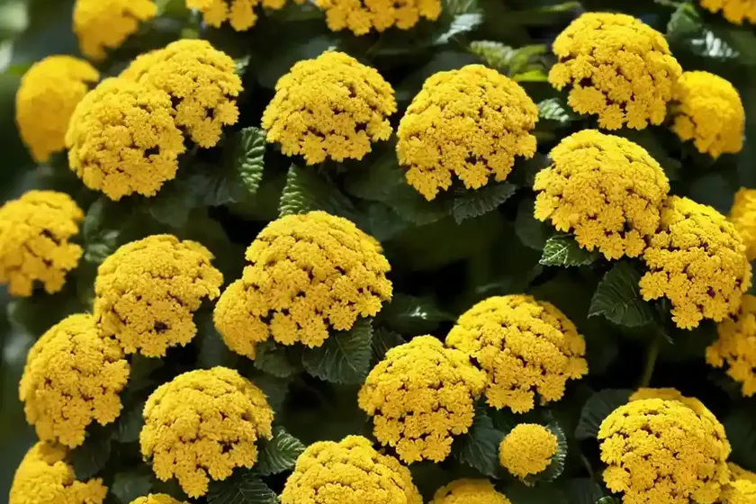 Lantana (lantana camara ‘samantha’) — photo 2
