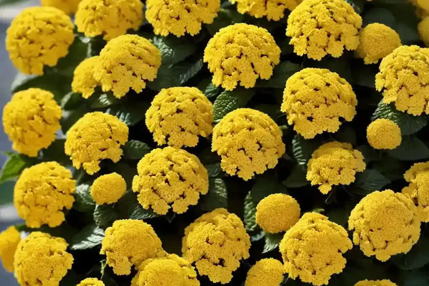 Lantana (lantana camara ‘samantha’) — photo 3