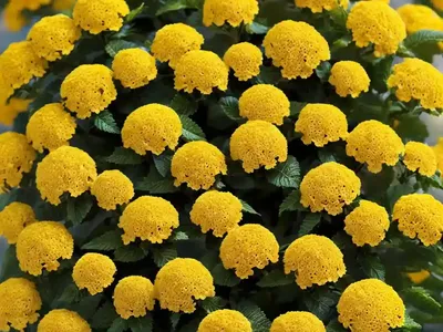 Lantana (Lantana Camara ‘Samantha’)