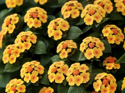 Lantana Little Lucky� Peach Glow (Bigleaf Lantana)