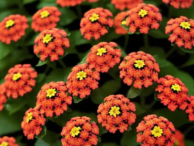 Lantana Little Lucky� Red (Bigleaf Lantana)