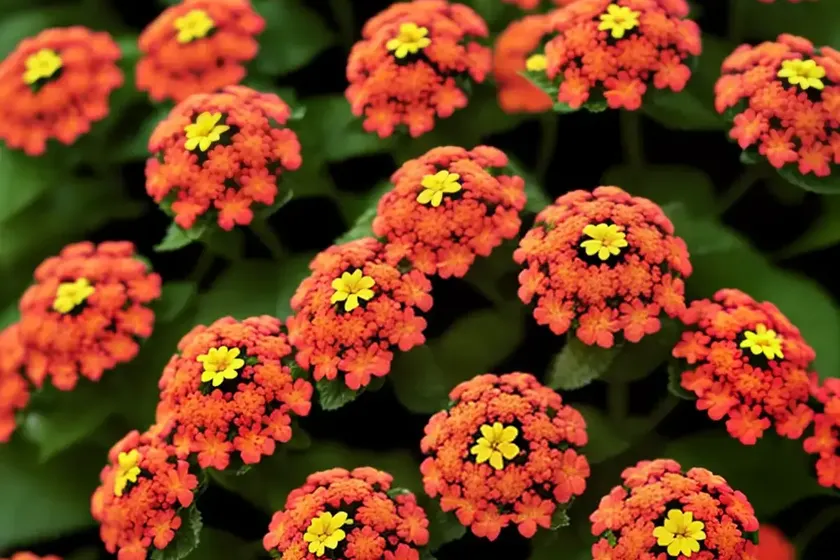 Lantana little lucky� red (bigleaf lantana)