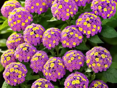 Lantana Lucky� Lavender (Bigleaf Lantana)
