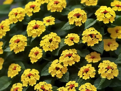 Lantana Lucky� Lemon Glow (Bigleaf Lantana)