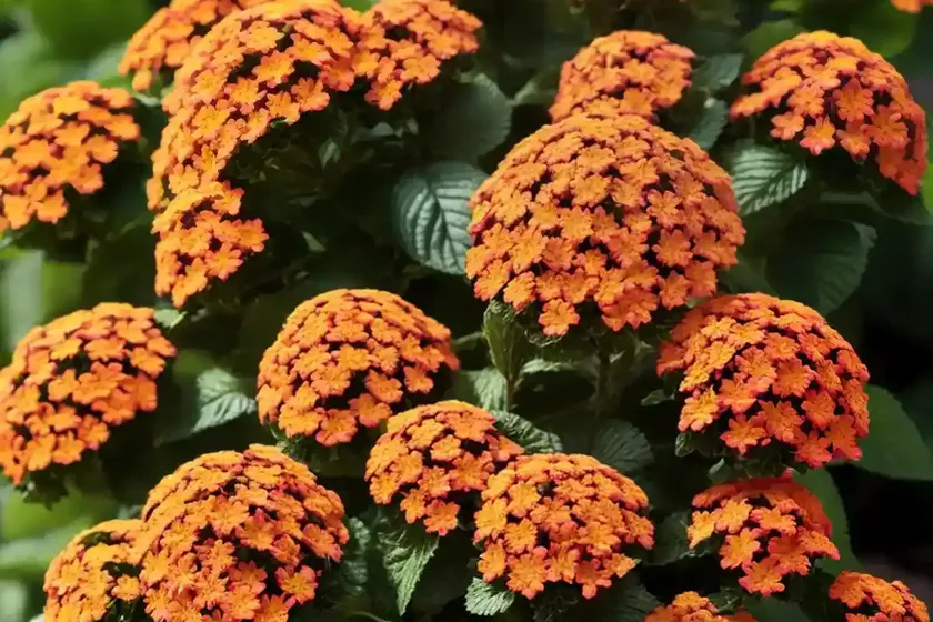 Lantana montevidensis (trailing lantana) — photo 2