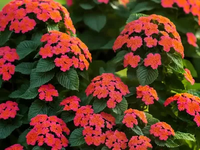 Lantana Montevidensis (Trailing Lantana)