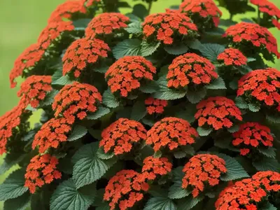 Lantana Urticoides (Texas Lantana)