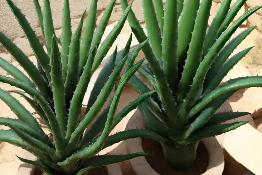 Large chimanimani aloe (aloe munchii) — photo 2