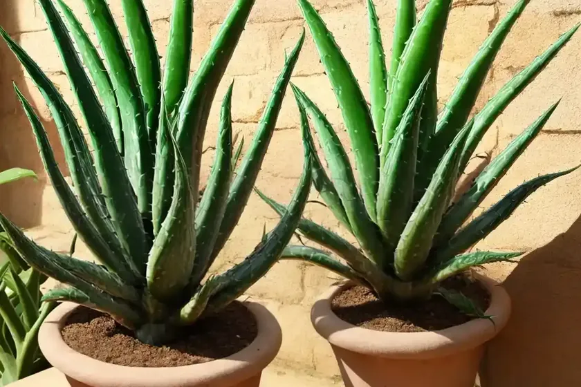 Large chimanimani aloe (aloe munchii) — photo 3