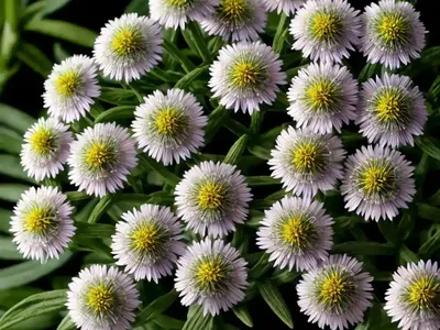Large-leaved Aster (Eurybia Macrophylla)