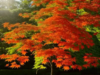 Large-Leaved Maple (Acer Macrophyllum)