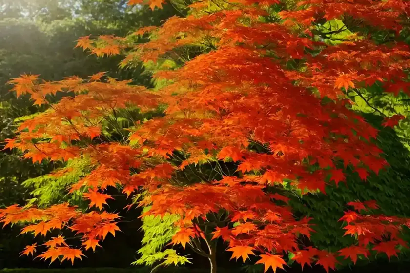 Large-leaved maple (acer macrophyllum)