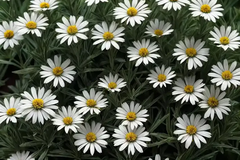 Large mountain daisy (celmisia semicordata) — photo 2