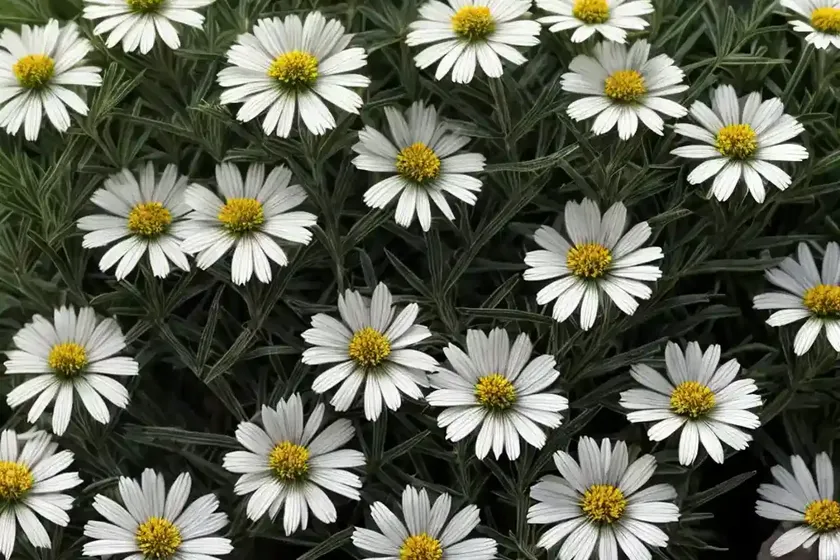 Large mountain daisy (celmisia semicordata) — photo 3
