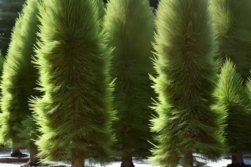 Larix decidua (european larch) — photo 2