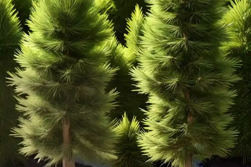 Larix decidua (european larch) — photo 3