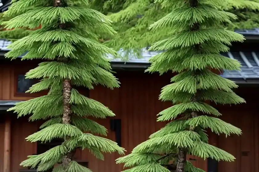 Larix kaempferi (japanese larch) — photo 2