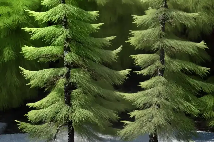 Larix kaempferi (japanese larch) — photo 3