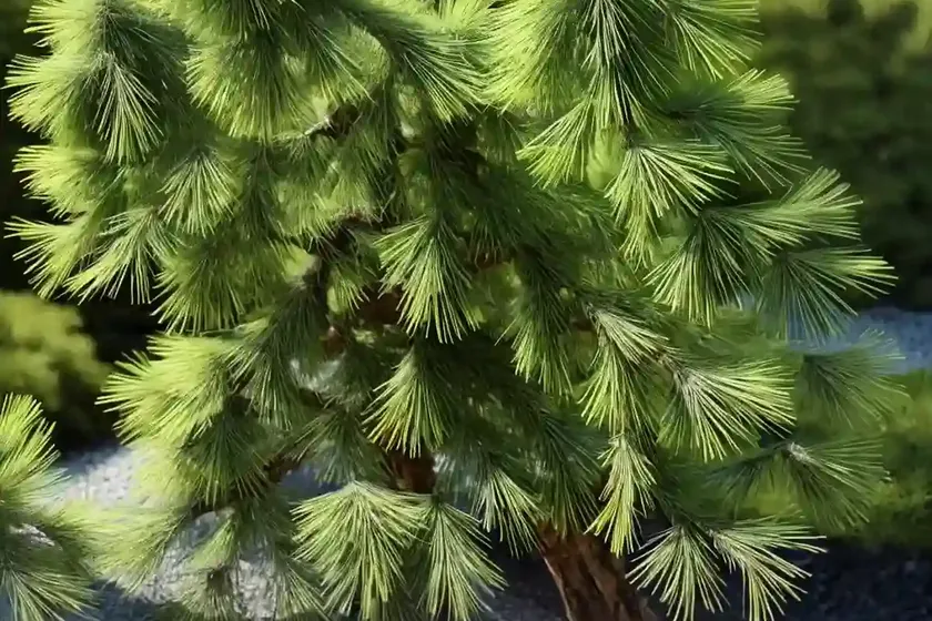 Larix kaempferi ‘pendula’ (japanese larch) — photo 3