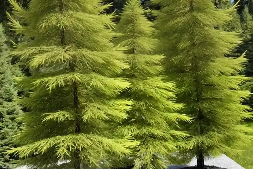 Larix laricina (american larch) — photo 3
