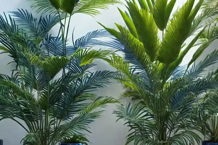 Latania loddigesii (blue latan palm) — photo 2