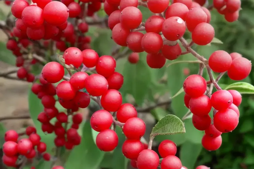 Late cotoneaster (cotoneaster lacteus) — photo 2