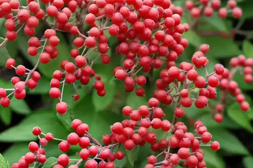 Late cotoneaster (cotoneaster lacteus) — photo 3