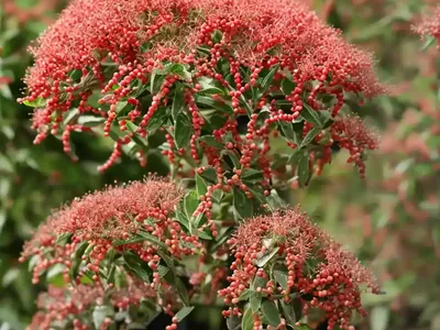 Late Cotoneaster (Cotoneaster Lacteus)