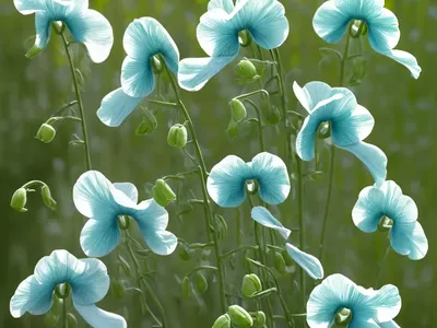 Lathyrus Odoratus ‘Charlie’s Angel’ (Sweet Pea)