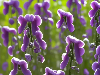 Lathyrus Odoratus ‘Mollie Rilstone’ (Sweet Pea)