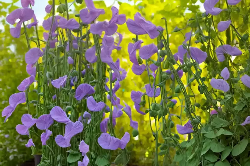 Lathyrus odoratus ‘spencer mix’ (sweet pea) — photo 2