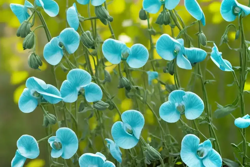 Lathyrus odoratus ‘spencer mix’ (sweet pea) — photo 3