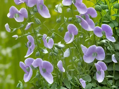 Lathyrus Odoratus ‘Spencer Mix’ (Sweet Pea)