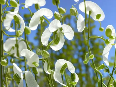 Lathyrus Odoratus ‘White Frills’ (Sweet Pea)
