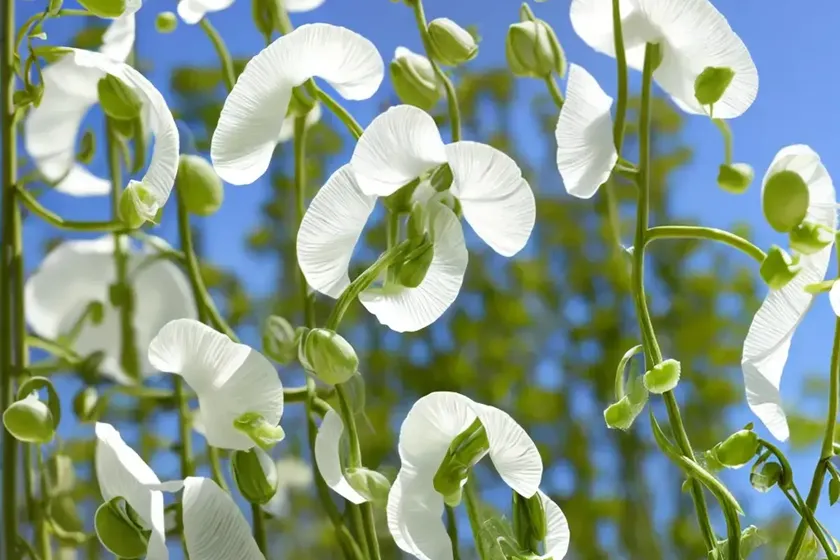 Lathyrus odoratus ‘white frills’ (sweet pea)
